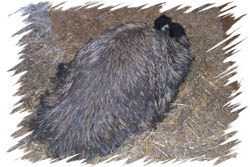 Emu-Hahn bruetet